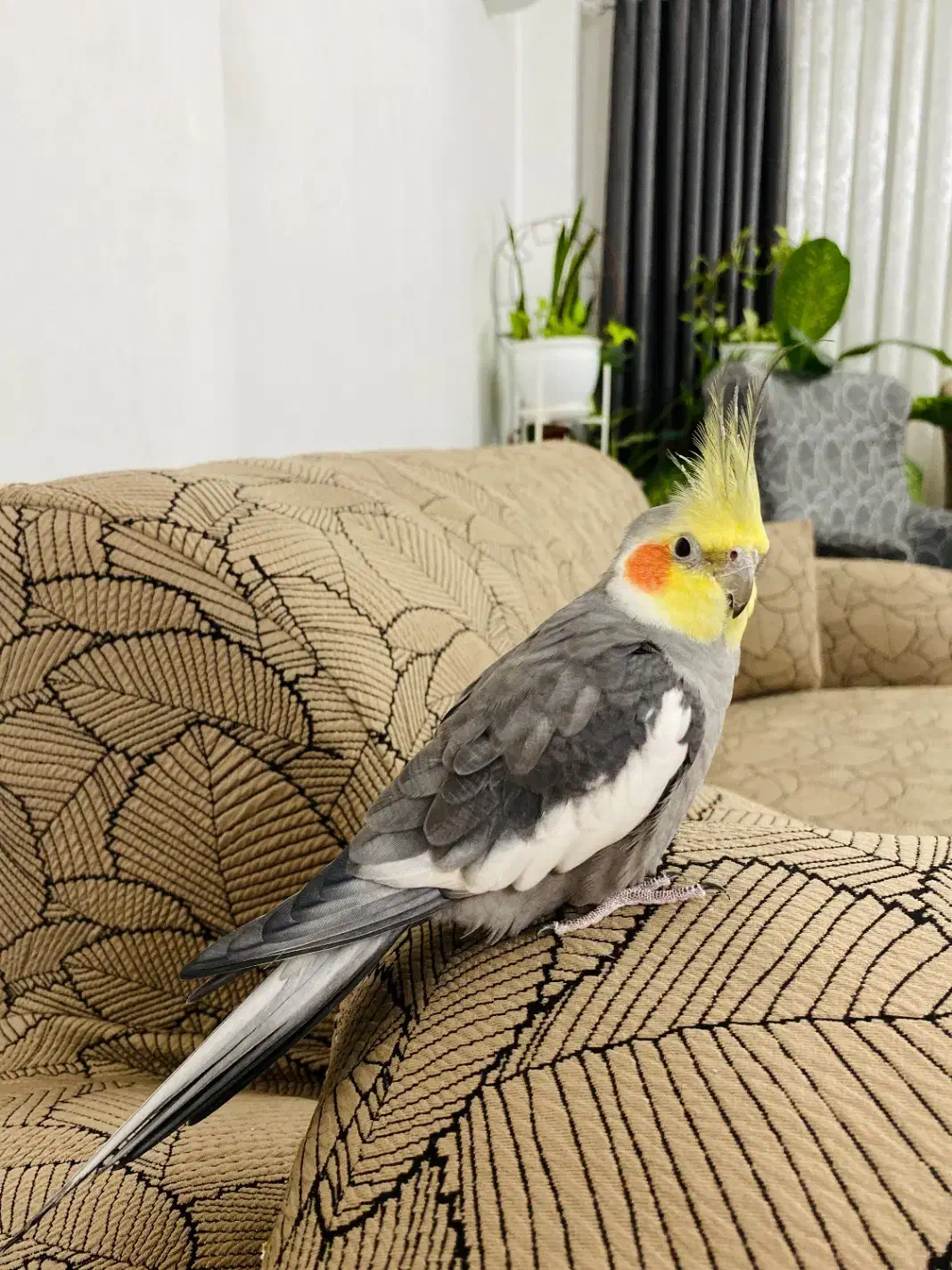 عروس هلندی و طوطی برزیلی|پرنده|رشت, منظریه|دیوار