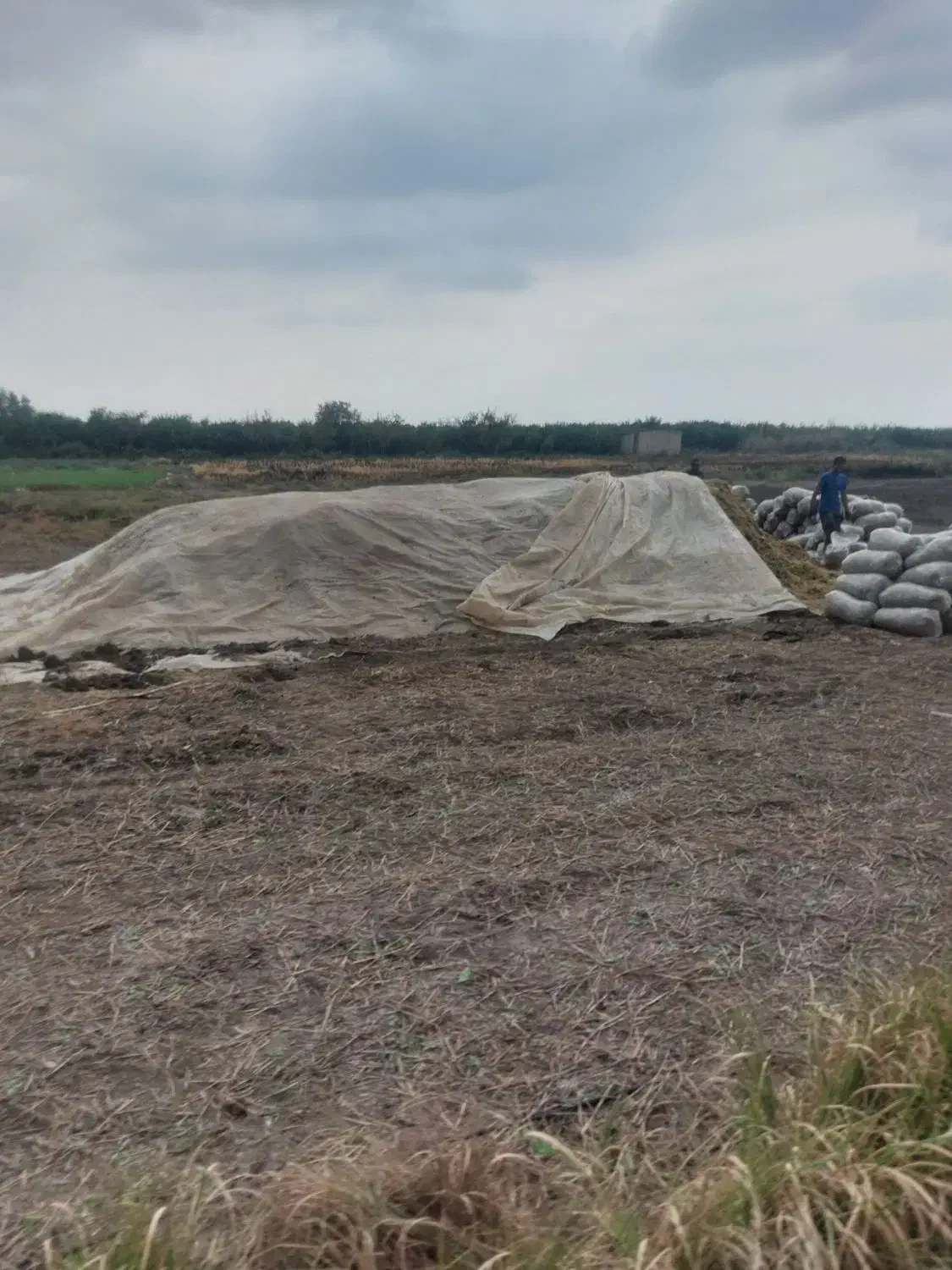 فروش ذرت علوفه یی بسته بندی شده|عمده‌فروشی|فاضل آباد, |دیوار