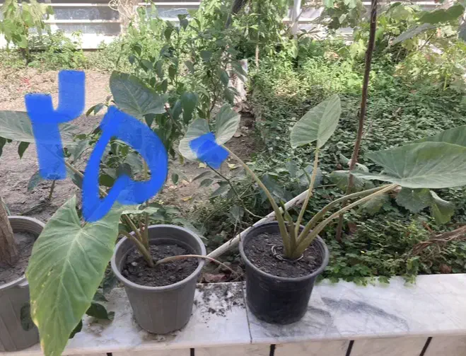 گل آپارتمانی|گل و گیاه طبیعی|سبزوار, عارف|دیوار