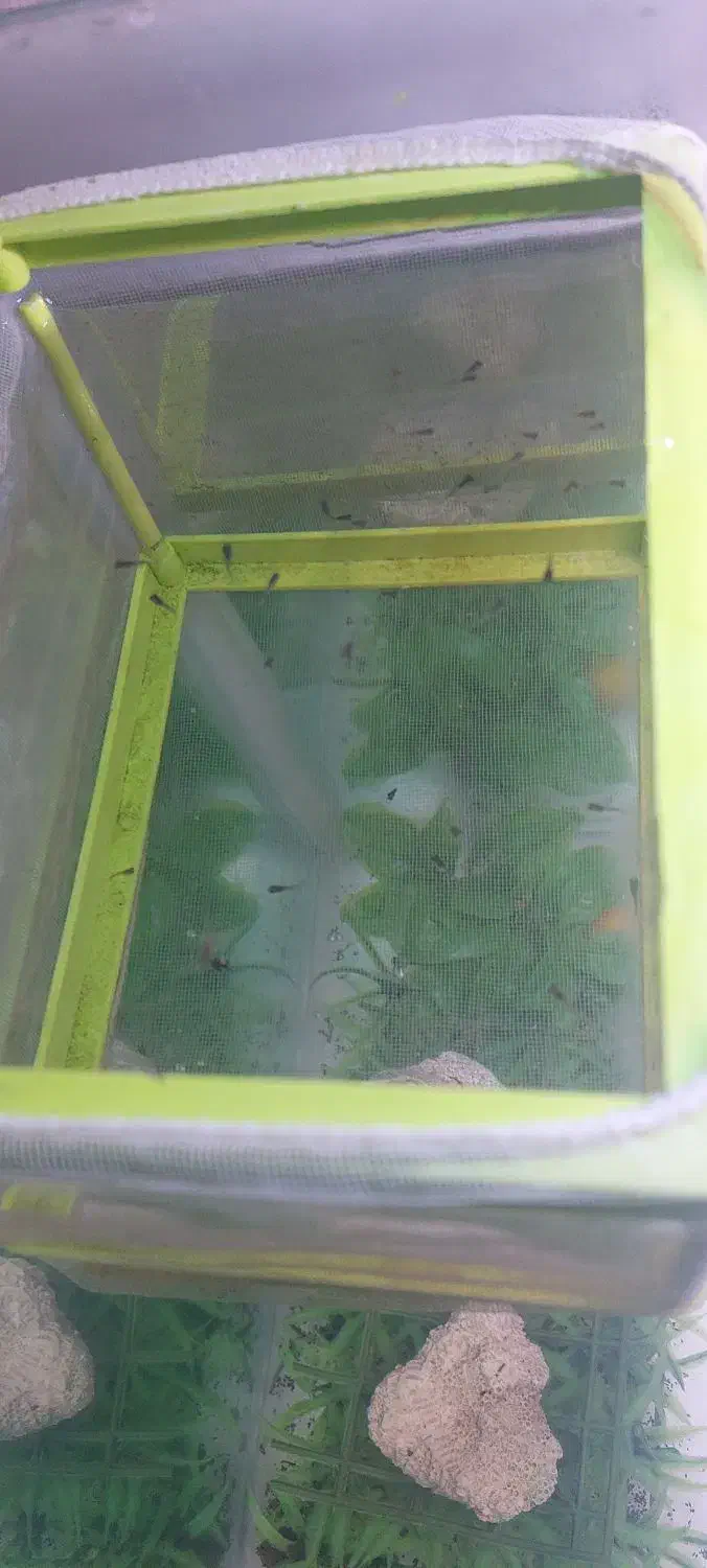 بچه گوپی نژاد دامبو ردتیل گریدA+|ماهی|تبریز, |دیوار