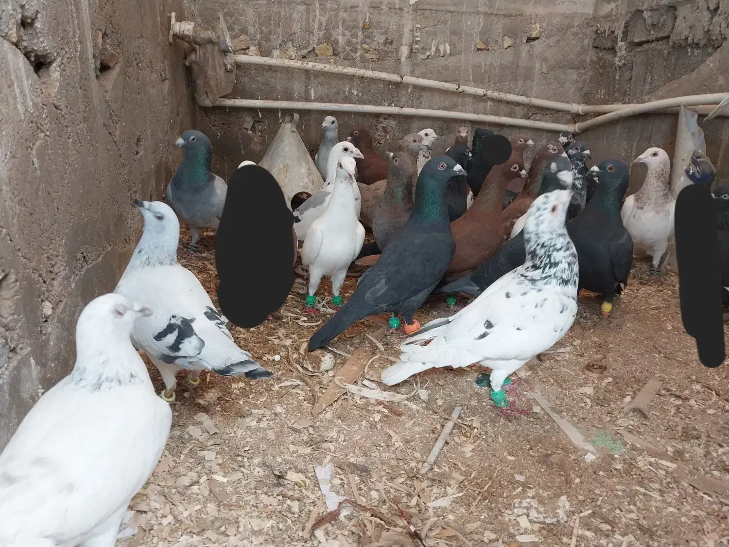 تعداد۲۵عدد کفتر نر|پرنده|گرمه, |دیوار