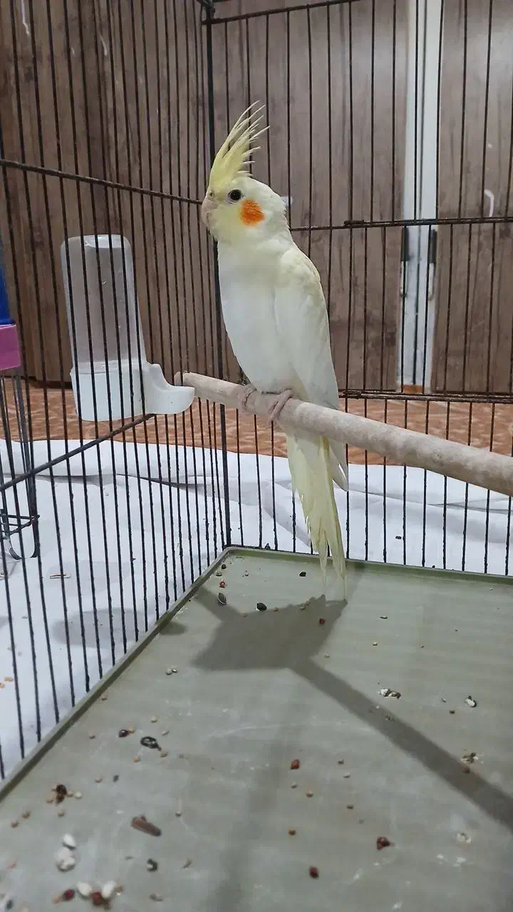 عروس هلندی|پرنده|شیراز, کوشک میدان|دیوار