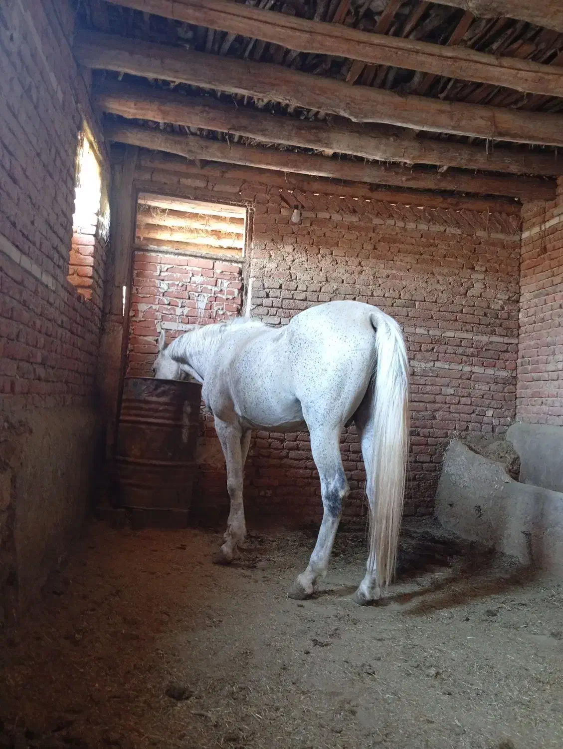 دو عدد اسب نر در عجب شیر|حیوانات مزرعه|عجب شیر, |دیوار