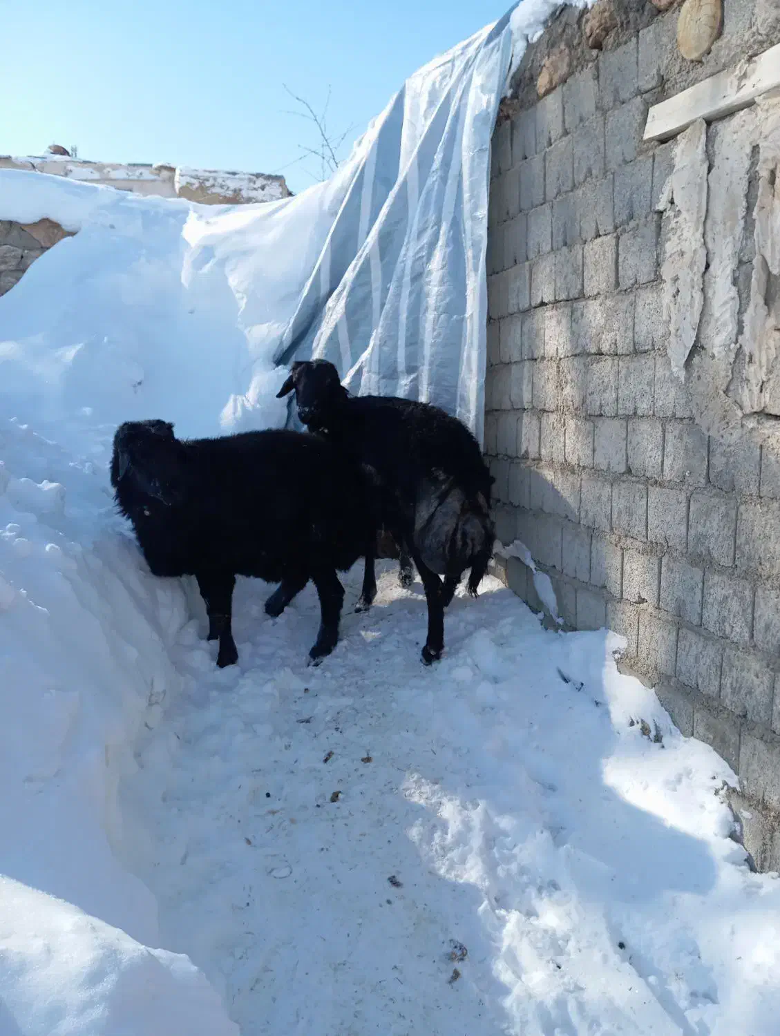 قوچ قره قزل|حیوانات مزرعه|تخت سلیمان, |دیوار