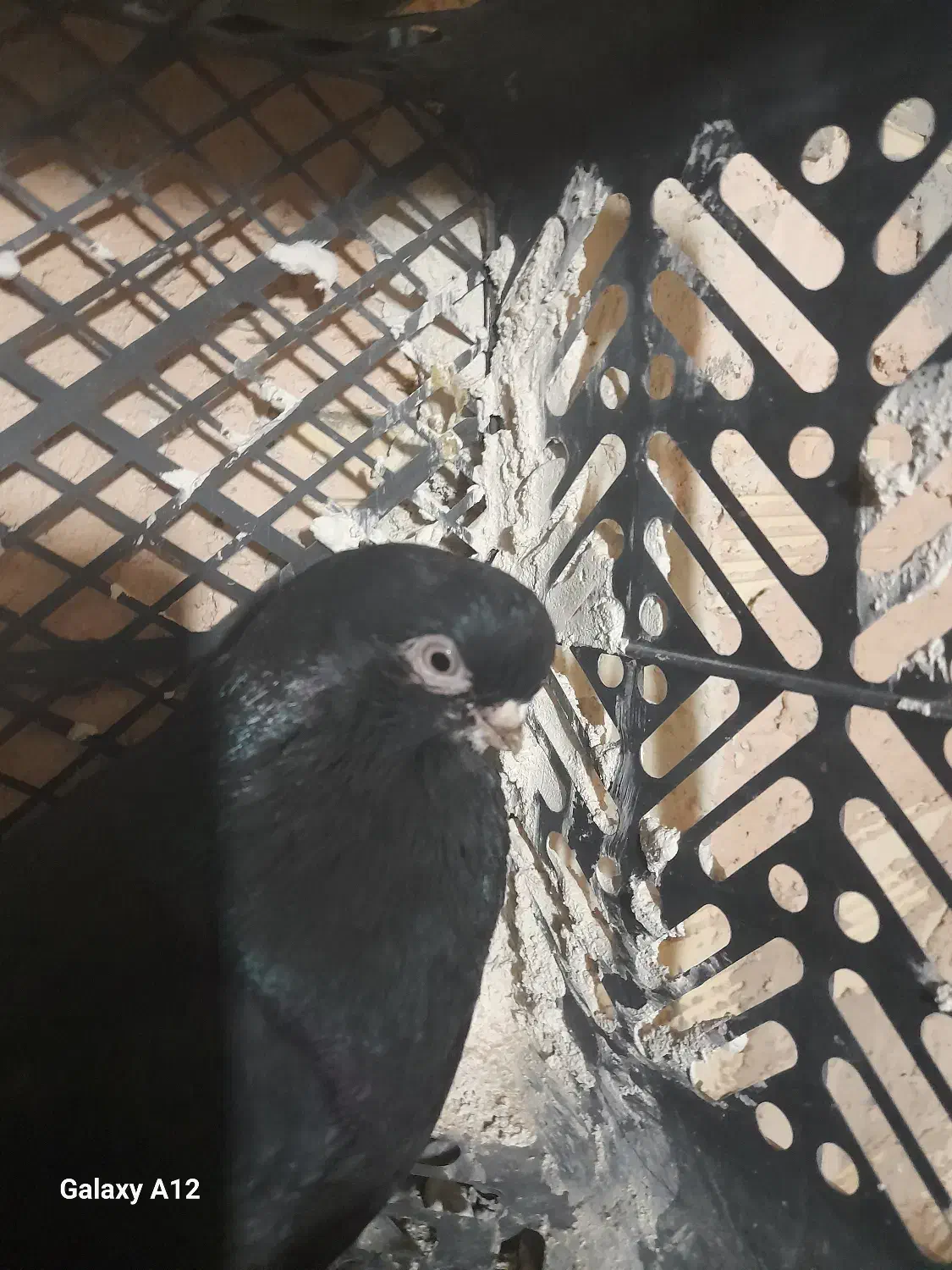 کبوتر‌قنار|پرنده|لیلان, |دیوار