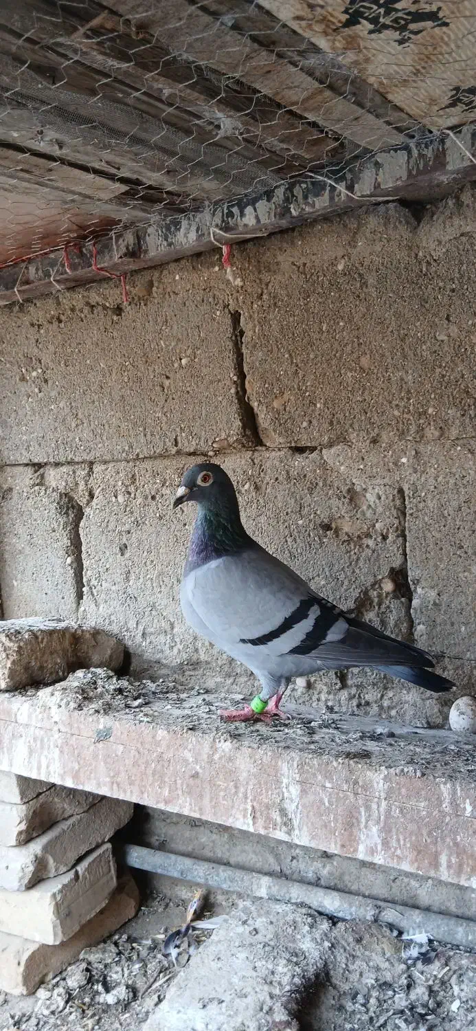 کبوتر خارجی|پرنده|گنبد کاووس, |دیوار