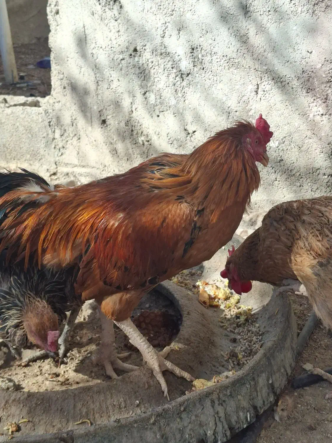 فروش خروس لاری|حیوانات مزرعه|قیروکارزین, |دیوار