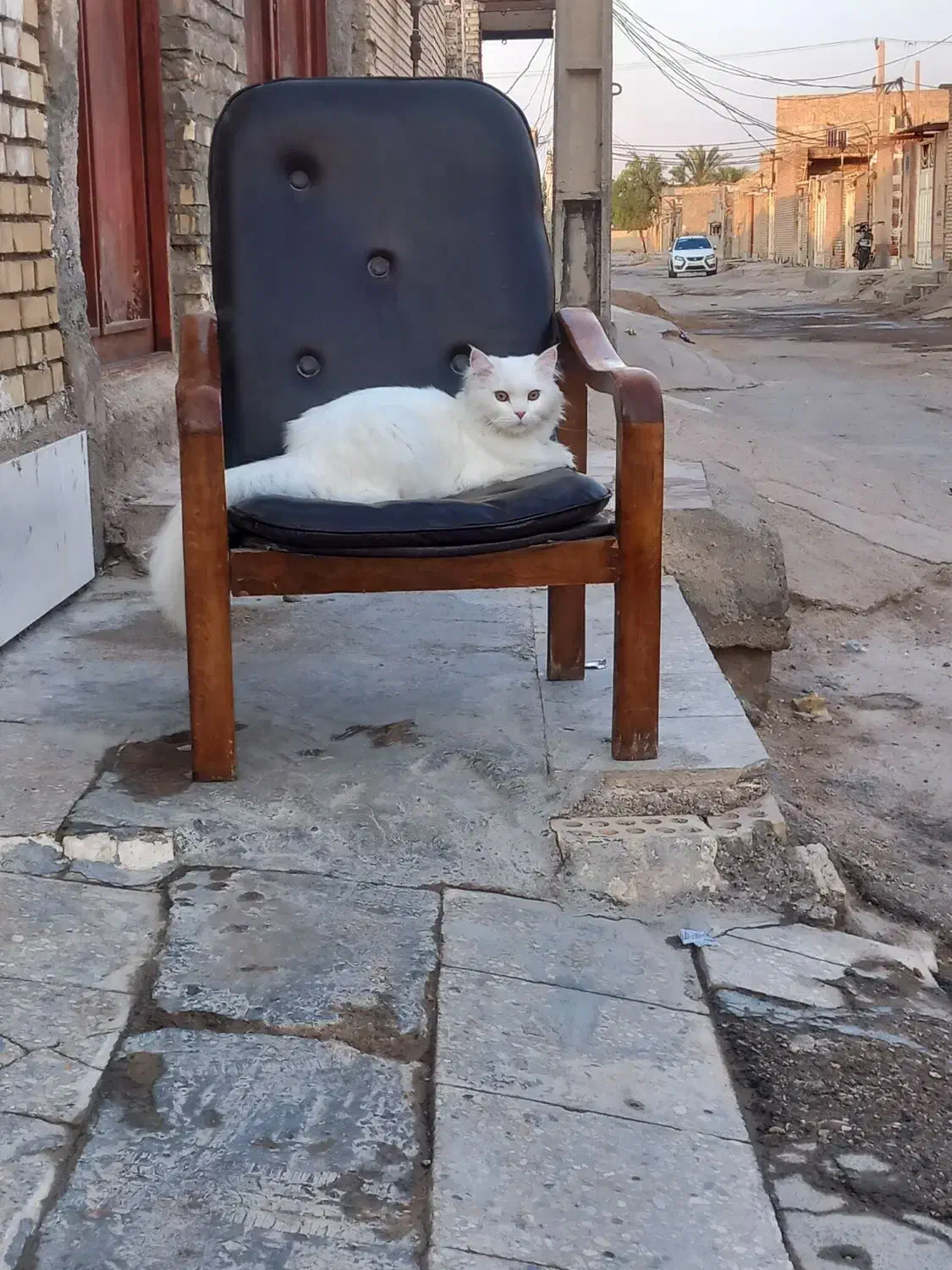 گربه ماده|گربه|اهواز, عین ۲|دیوار