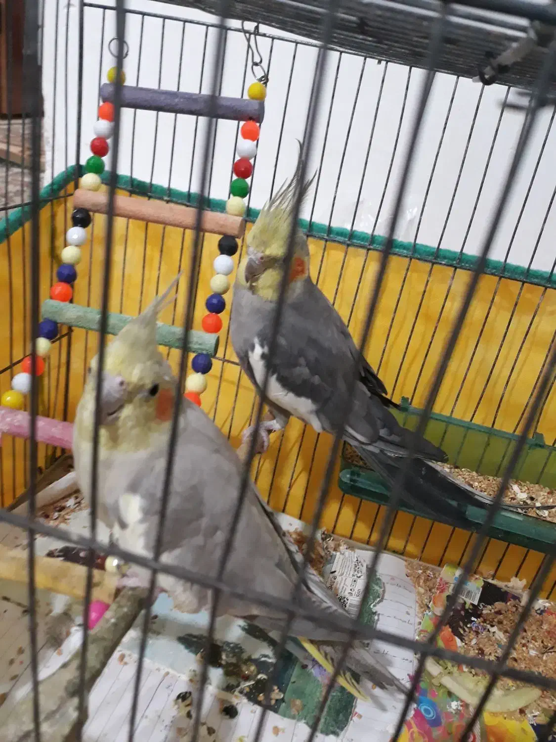 یک جفت طوطی عروس نر سخنگو یک میلیون|پرنده|لاهیجان, کوی زمانی|دیوار