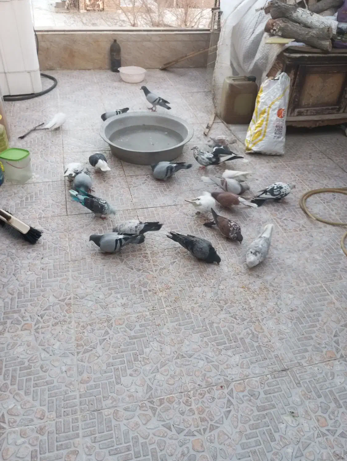 23عدد کبوتر|پرنده|ماهدشت, |دیوار