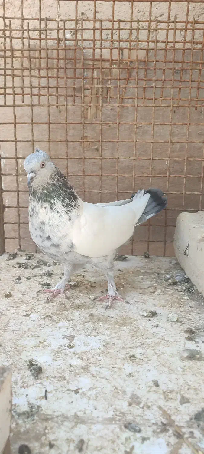 سینه سبز|پرنده|شیراز, زیباشهر|دیوار