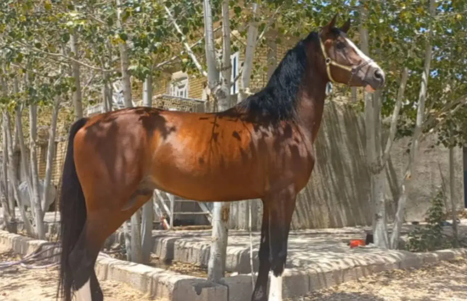 نریان|اسب و تجهیزات اسب‌سواری|شیراز, درکی|دیوار