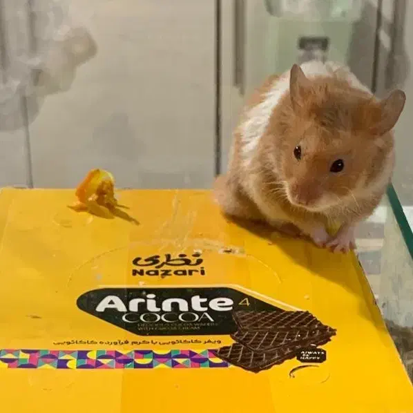 همستر مینجو|موش و خرگوش|بوشهر, |دیوار