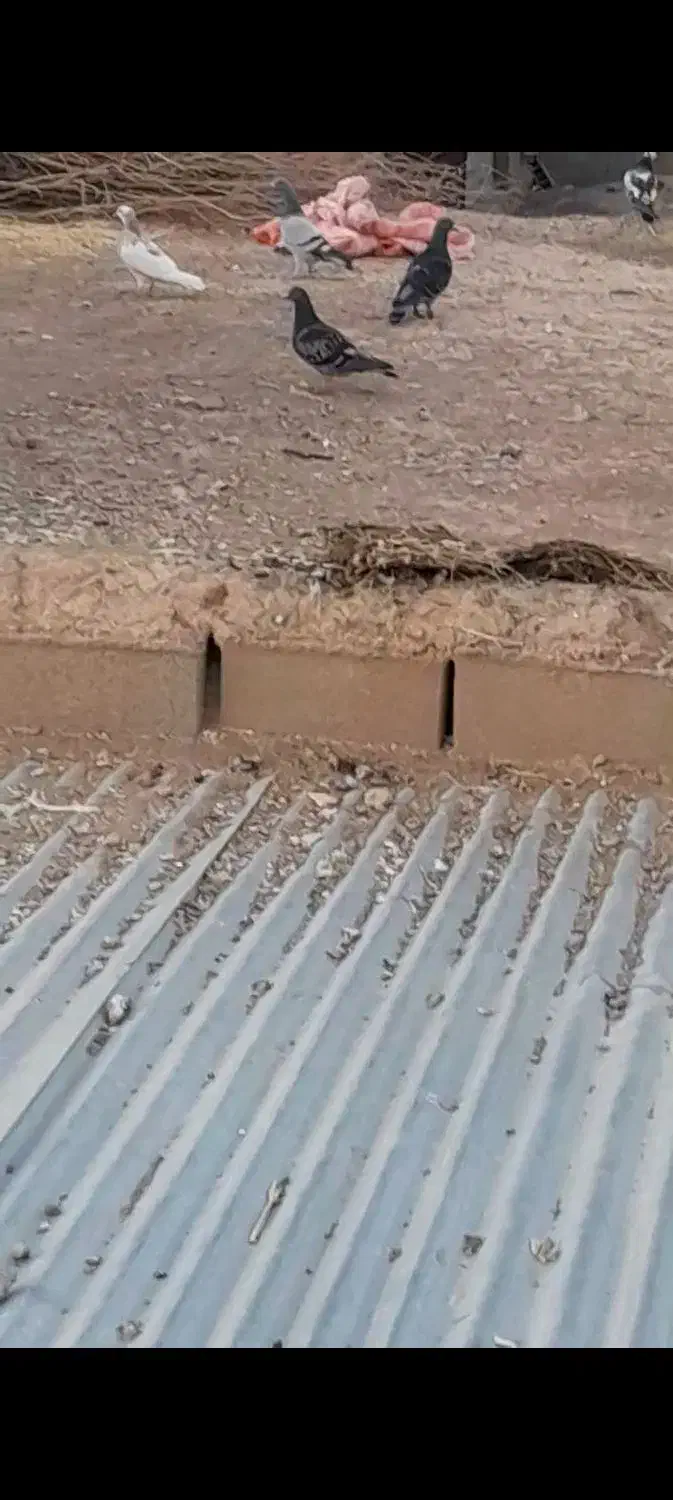 کفتر|پرنده|اسفراین, |دیوار