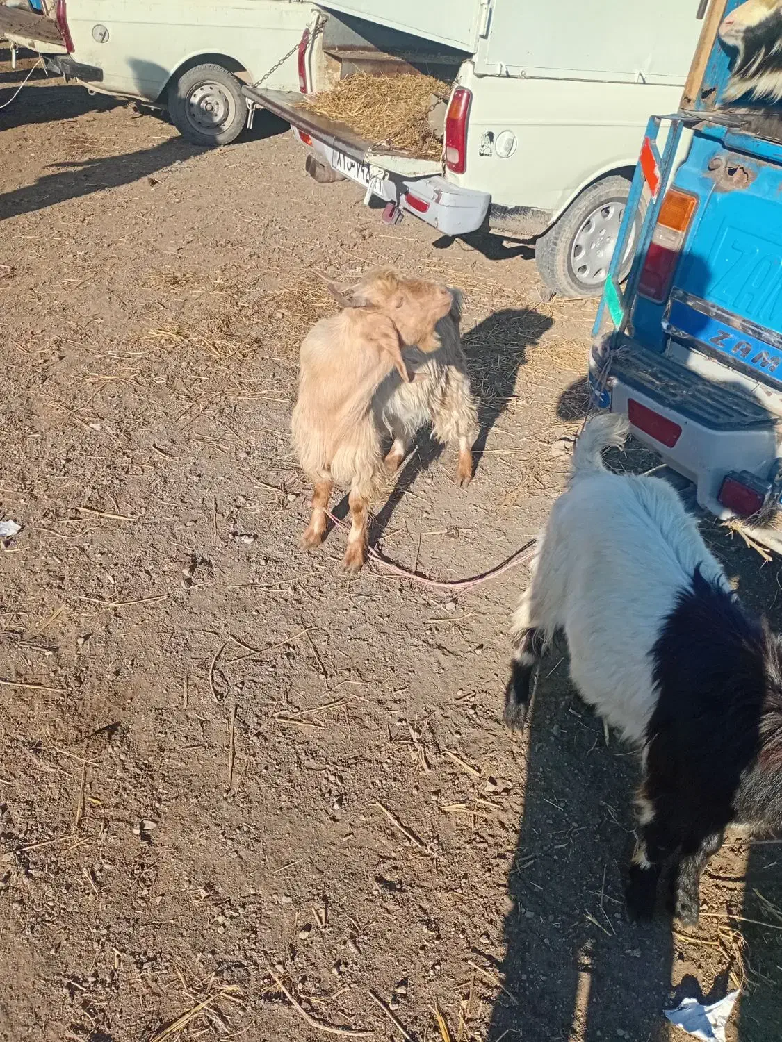 بزغاله نر|حیوانات مزرعه|اسلام آباد, |دیوار