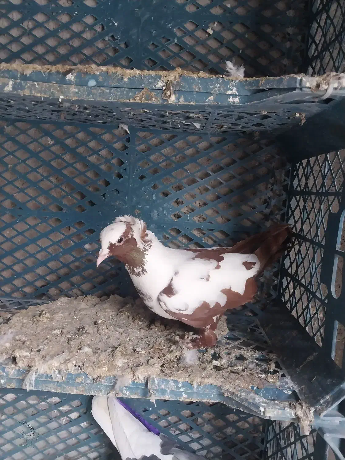 کفتر ککیلی|پرنده|اردبیل, |دیوار