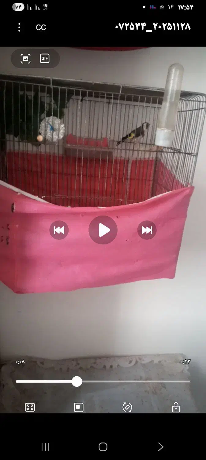 کمبود وقت 3 تارو باهم،با بره هم معاوضه|پرنده|ابهر, |دیوار