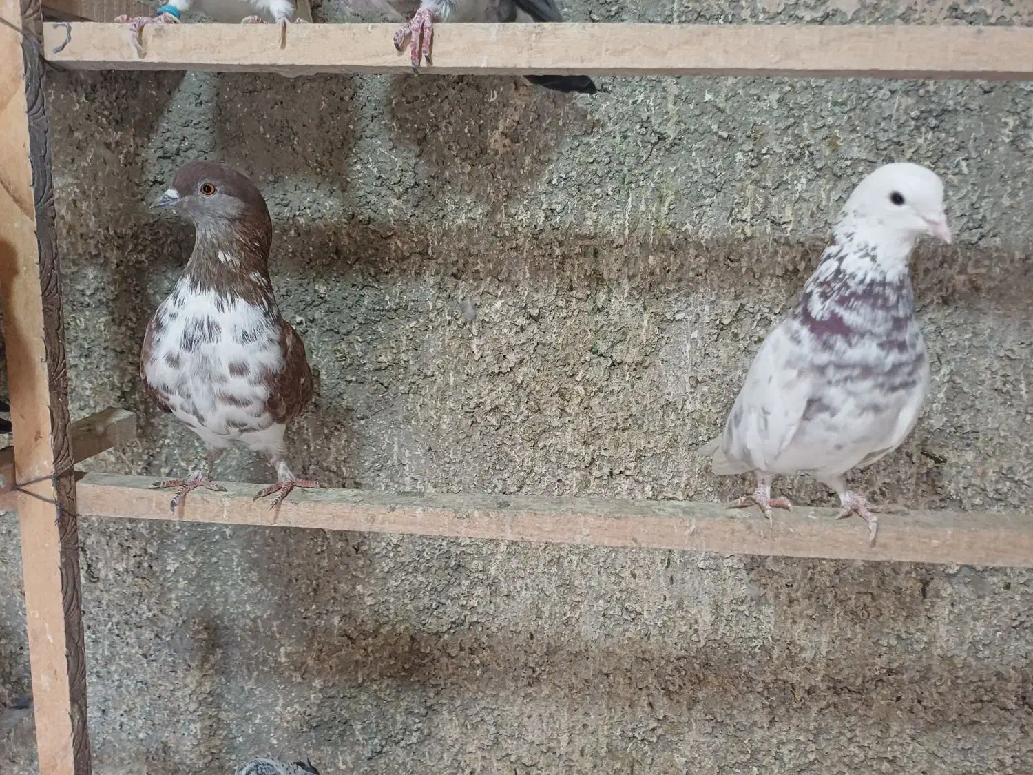 کبوتر پرشی|پرنده|چهاردانگه (تهران), |دیوار
