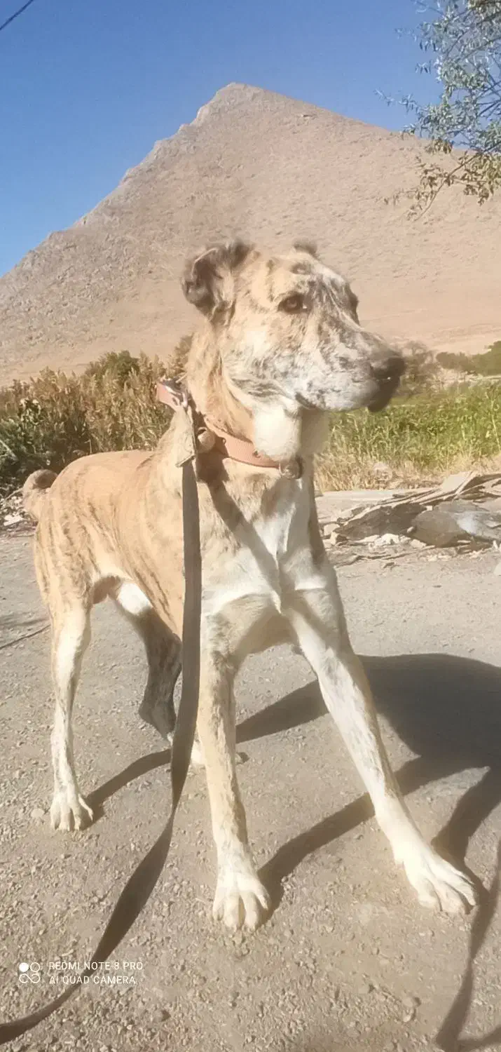 سرابی ماری قیمت 3 مقطوع|سگ|اراک, |دیوار