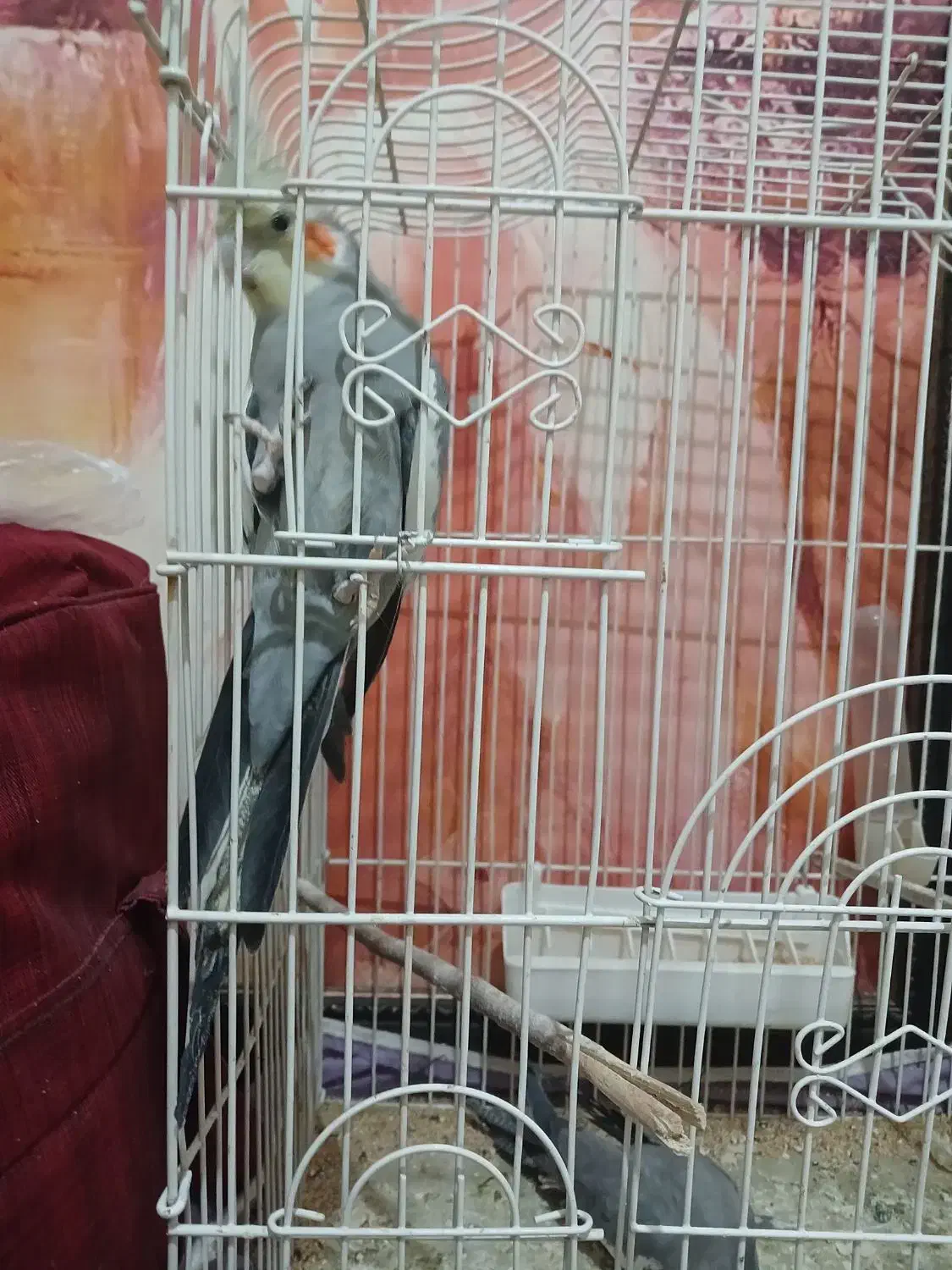 سه عددعروس هلندی|پرنده|فردیس, قریشی|دیوار