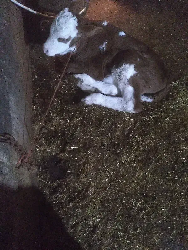 گاو|حیوانات مزرعه|نظر کهریزی, |دیوار