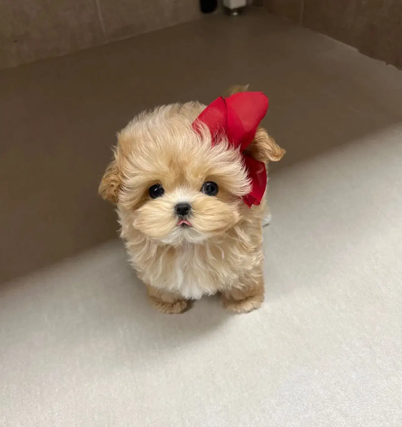 پودل فرفری|سگ|اهواز, ۲۰۰۰واحدی|دیوار