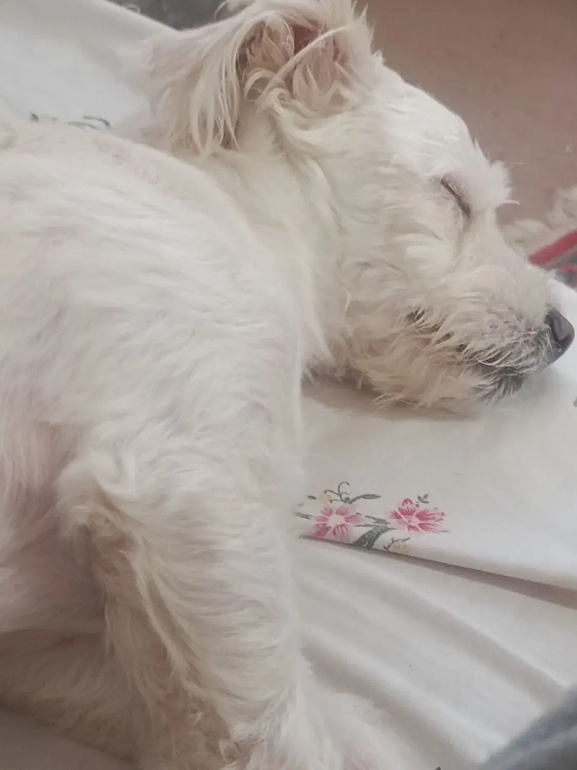 پیدا شده|حیوانات|شاهینشهر, عطار|دیوار