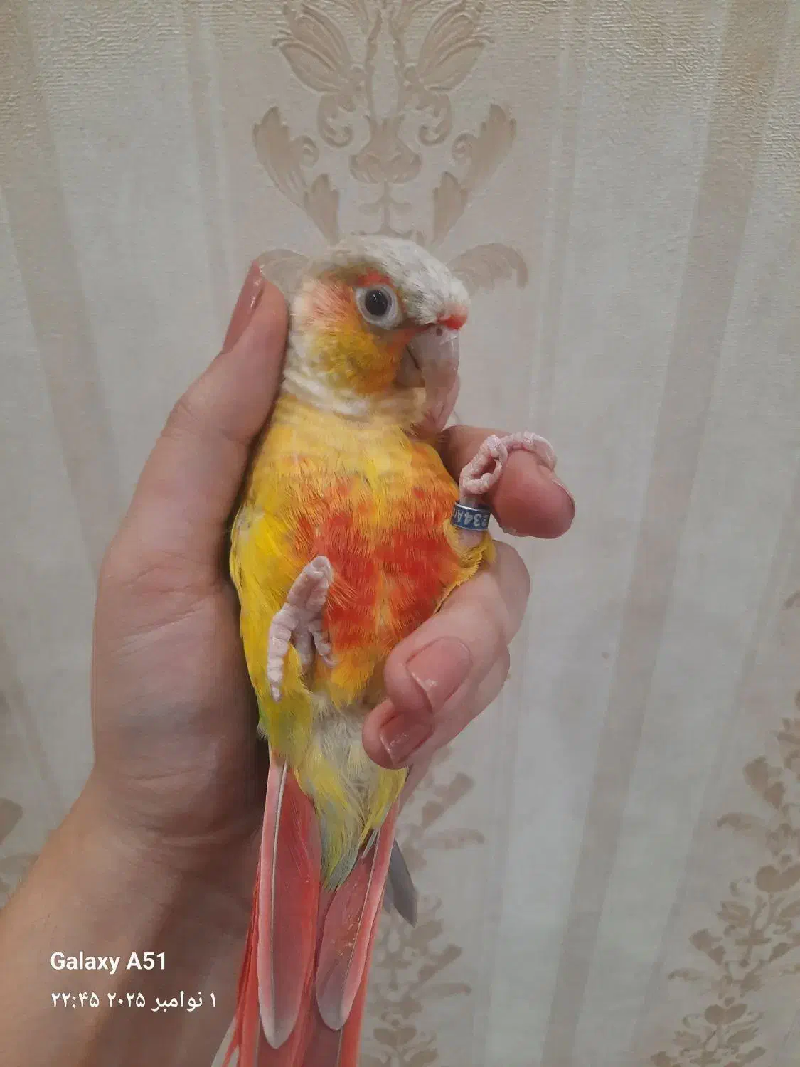 طوطی گرینچیک|پرنده|تربت‌حیدریه, شهید قرنی|دیوار