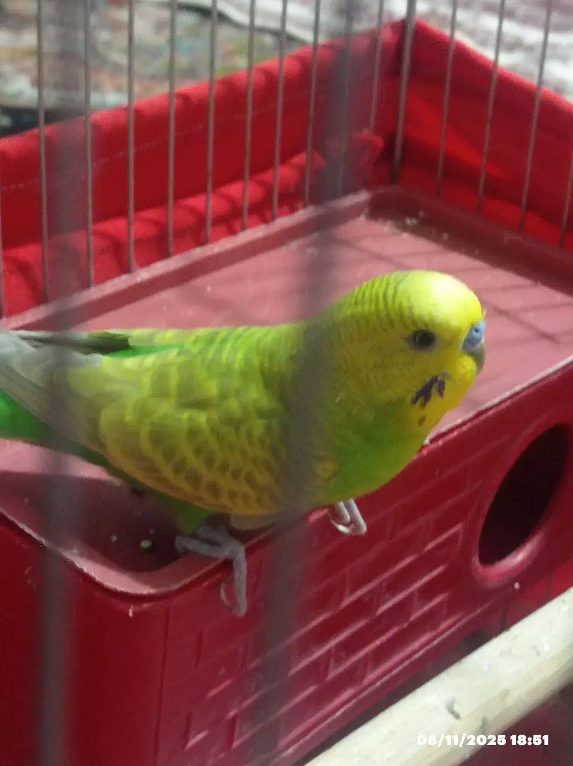 مرغ عشق سالم وزیبا|پرنده|آبپخش, |دیوار