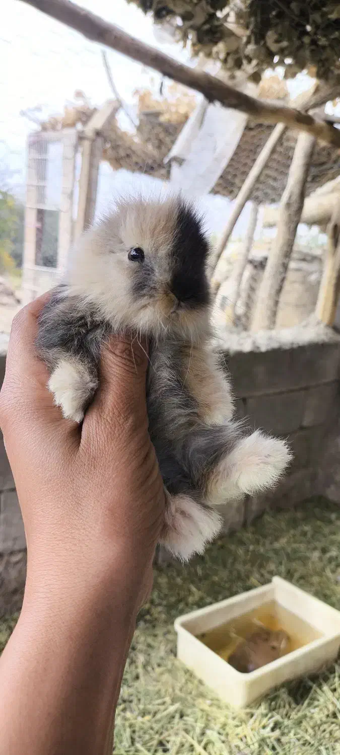 خرگوش لپ|موش و خرگوش|بوکان, |دیوار