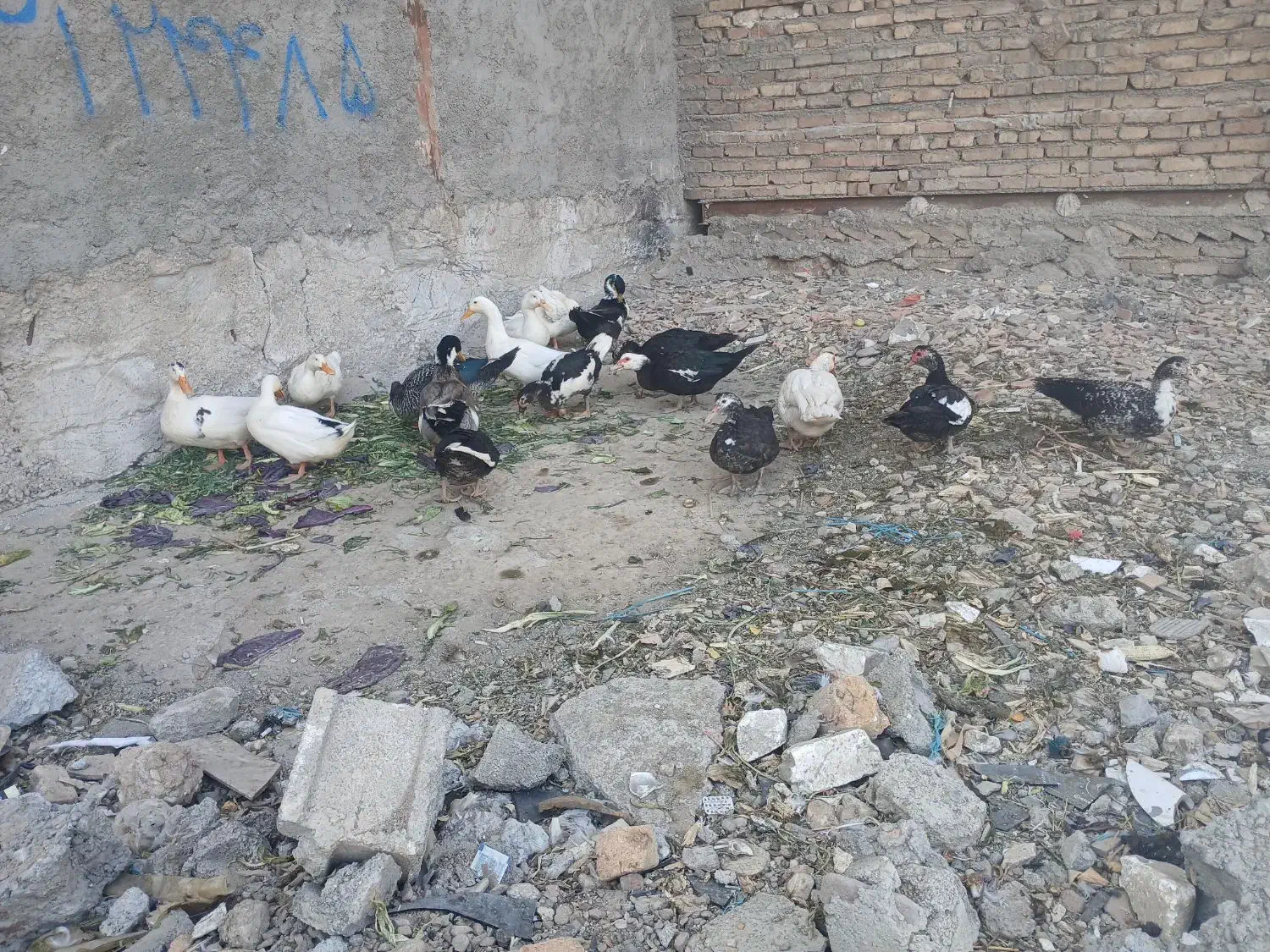 اردک محلی بزرگ|حیوانات مزرعه|رباطکریم, رباطکریم|دیوار