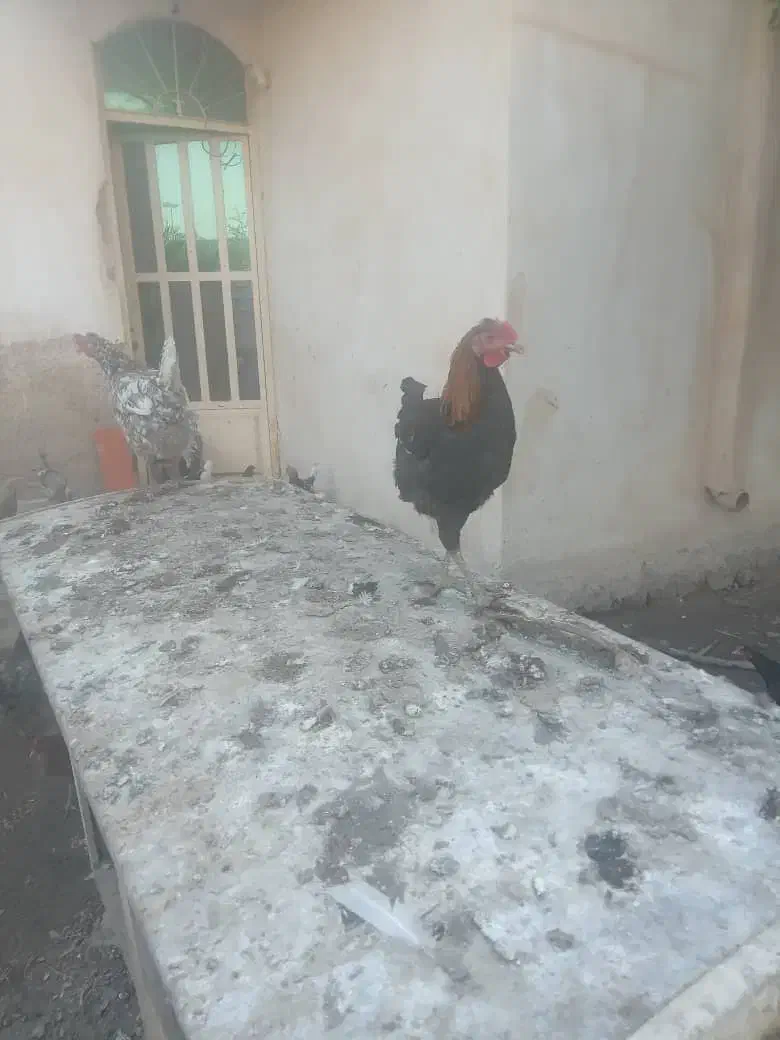 تعدادی مرغ و خروس به فروش میرسد|حیوانات مزرعه|چمران, |دیوار