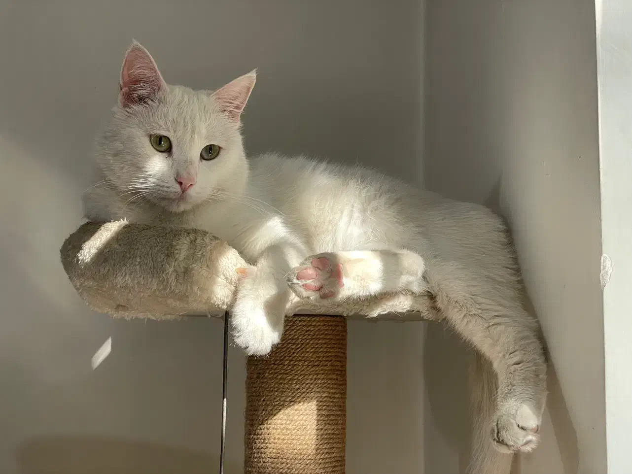 گربه سفید گمشده|حیوانات|تهران, جردن|دیوار