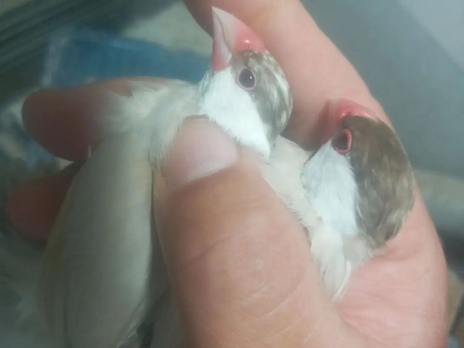 فنچ نرگسی شکلاتی|پرنده|اردبیل, |دیوار