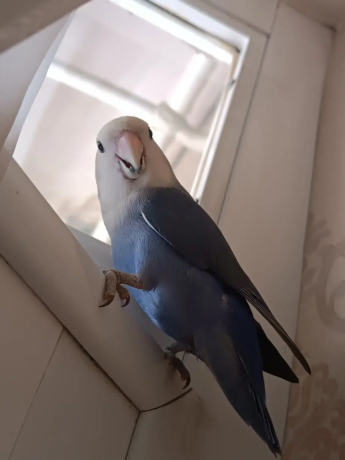 طوطی برزیلی|پرنده|کرج, کمال‌شهر|دیوار