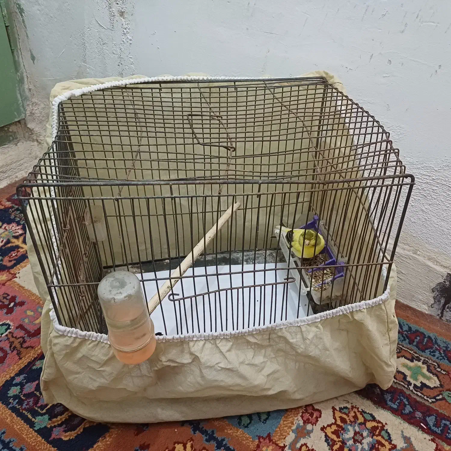 قناری نر  با قفس مفت|پرنده|شاهین‌شهر, گزبرخوار|دیوار