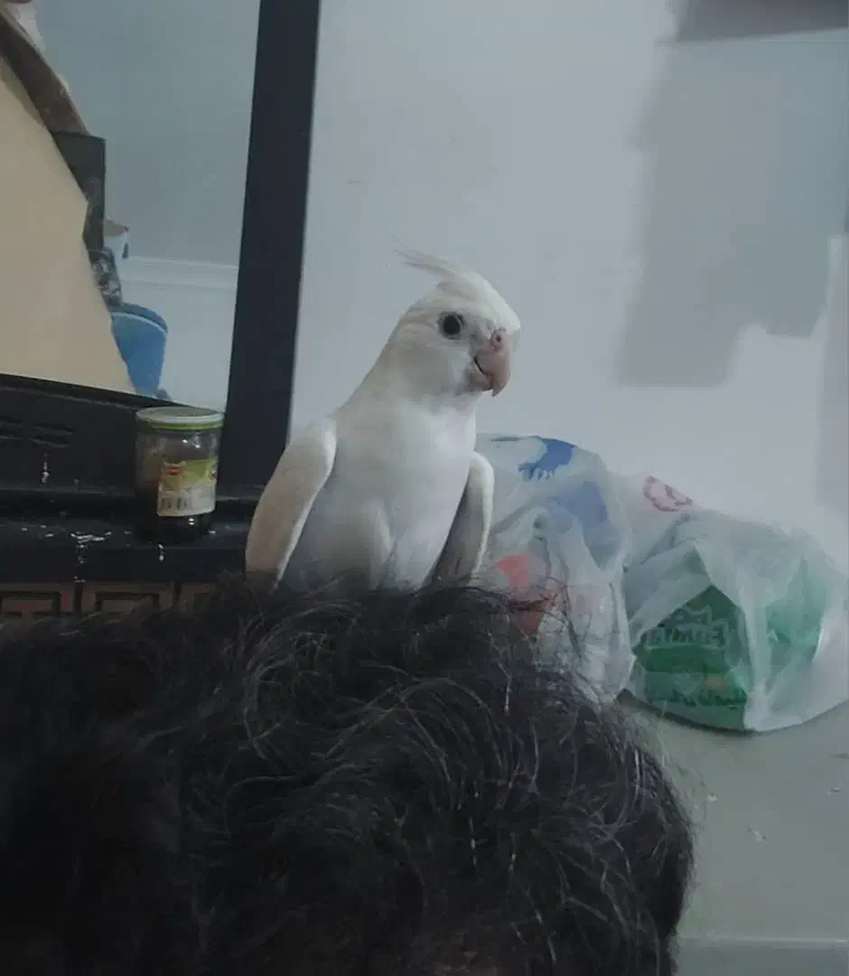 عروس هلندی|پرنده|چابهار, |دیوار