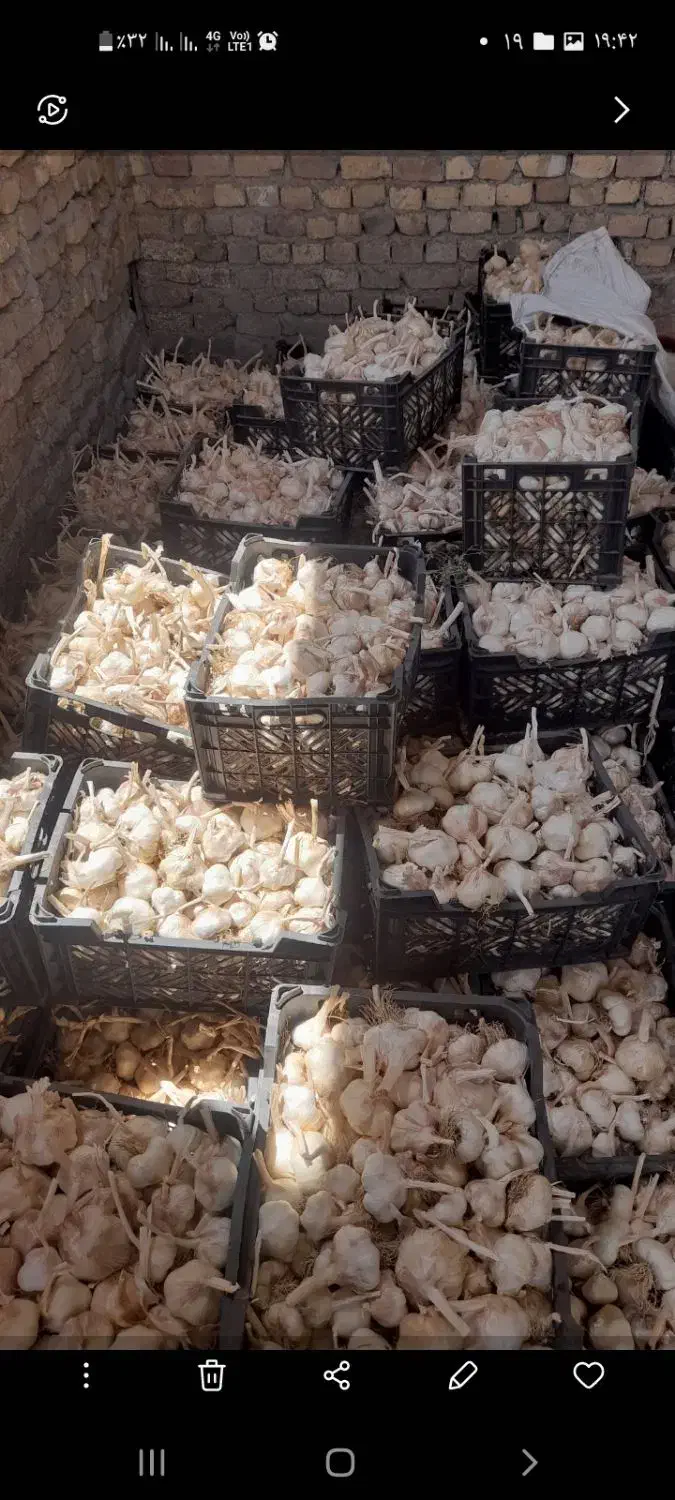 فروش سیر خشک یک|عمده‌فروشی|الشتر, |دیوار