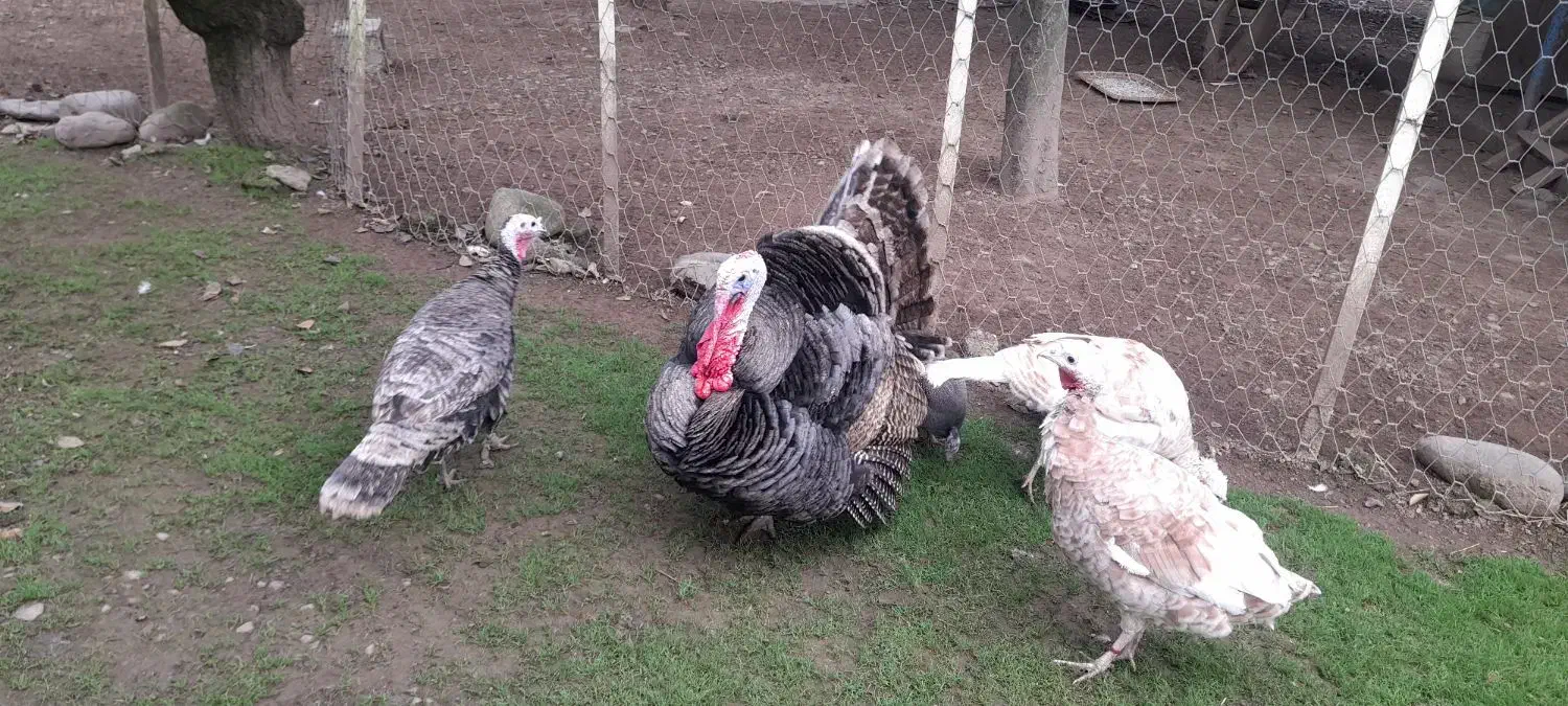 بوقلمون نر و جوجه اردک محلی فومن|حیوانات مزرعه|ماکلوان, |دیوار