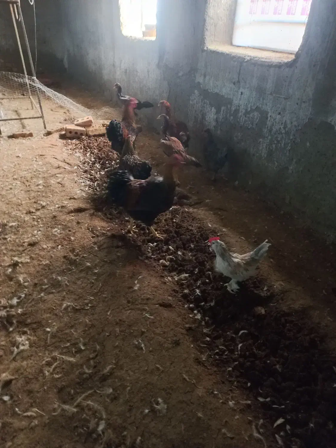 مرغ و خروس ویاندوت. لاری. بلژیکی|حیوانات مزرعه|تربت‌حیدریه, حاجی یار‎|دیوار