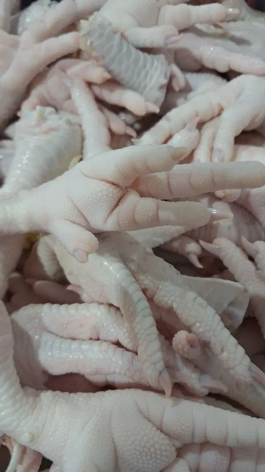 ضایعات پای مرغ|لوازم جانبی حیوانات|شلمان, |دیوار