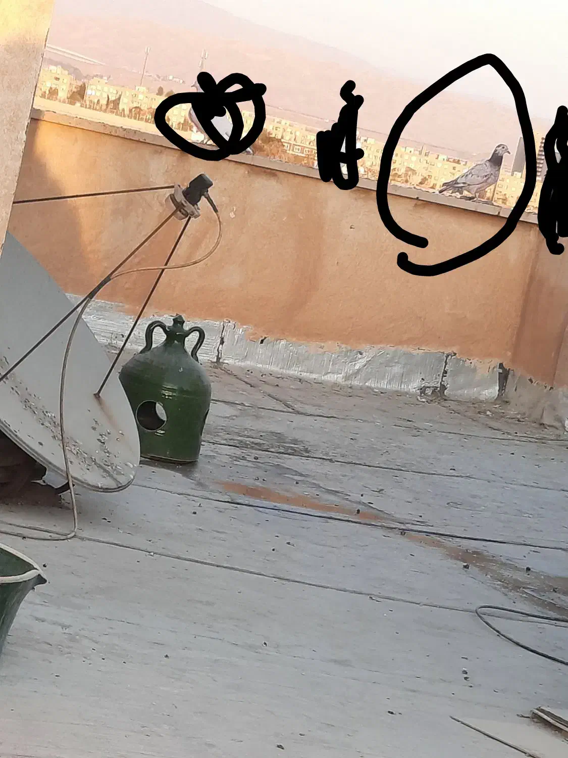 کفتر|پرنده|پاکدشت, پاکدشت (مامازند)|دیوار