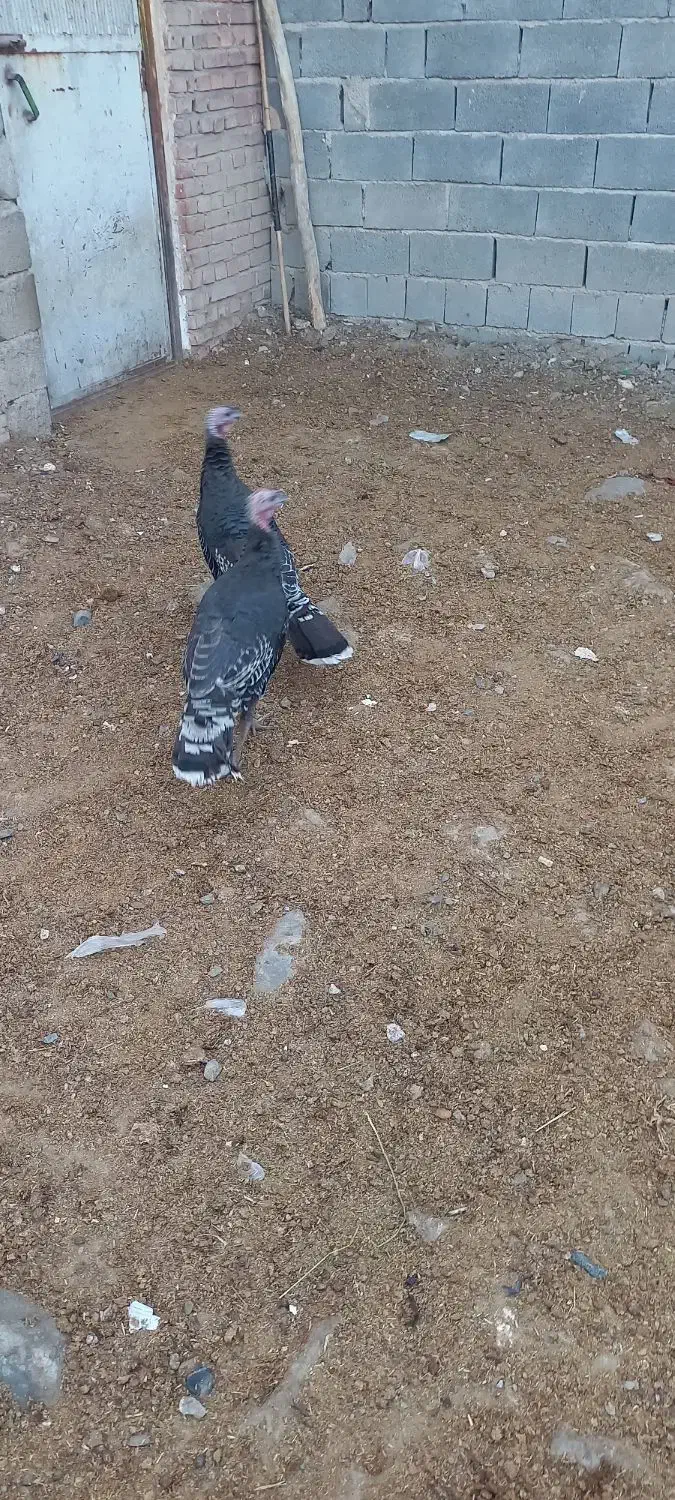 دوعدد بوقلمون نر|حیوانات مزرعه|بناب, |دیوار