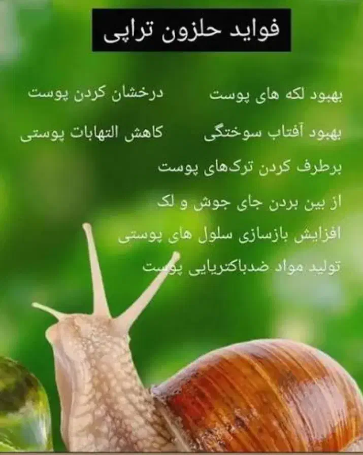 حلزون‌ تخم گذار|خزنده|بم, |دیوار