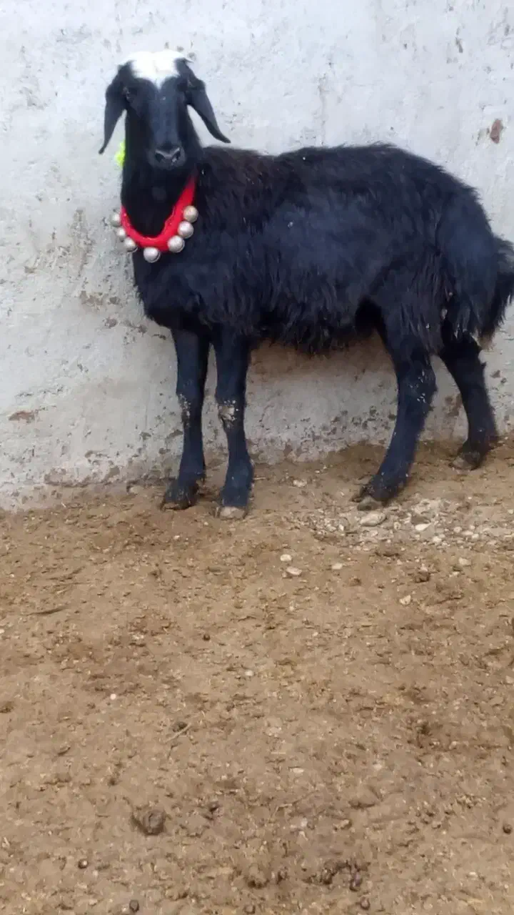 بره قوچ سر سفید|حیوانات مزرعه|باروق, |دیوار