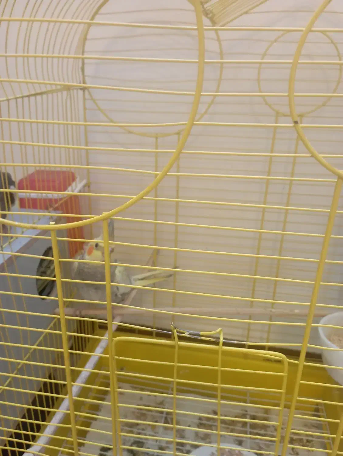 فروش عروس هلندی|پرنده|فردیس, شهرک راه آهن|دیوار