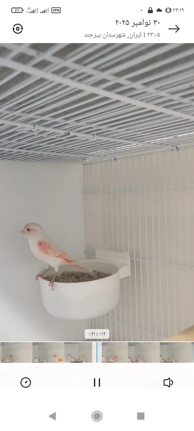 جفت قناری موزاییکی|پرنده|بیرجند, |دیوار