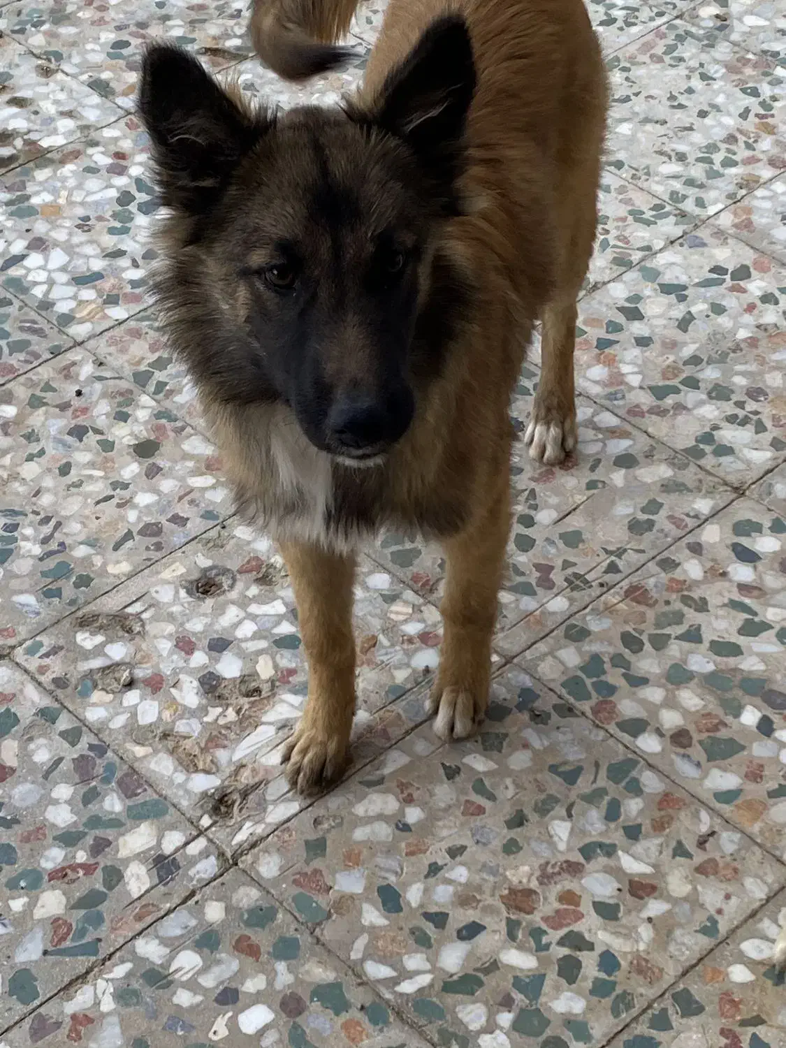 توله مالینیوز|سگ|مرودشت, بیست متری بیمارستان|دیوار