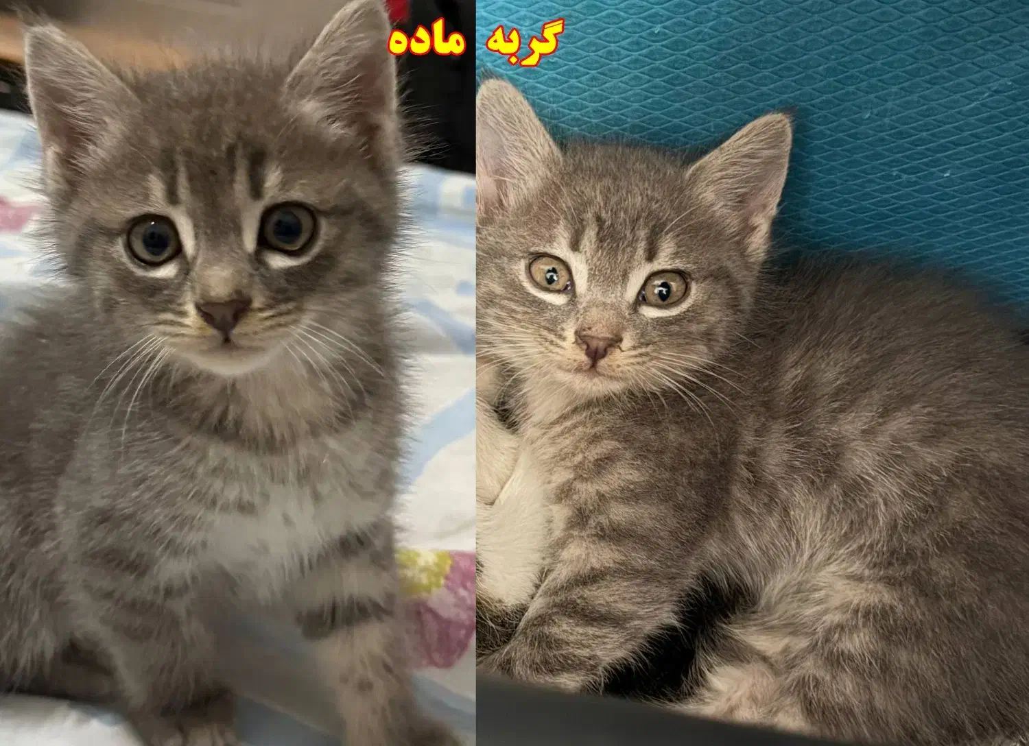 واگذاری رایگان بچه گربه|گربه|رشت, امین الضرب|دیوار