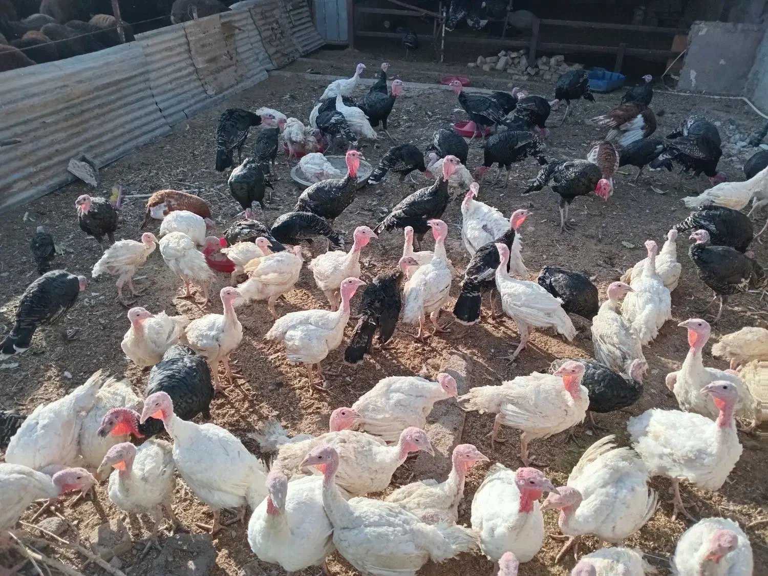 فروش بوقلمون گوشتی|حیوانات مزرعه|بوئین زهرا, |دیوار